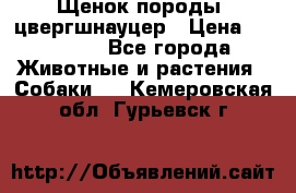 Щенок породы  цвергшнауцер › Цена ­ 30 000 - Все города Животные и растения » Собаки   . Кемеровская обл.,Гурьевск г.